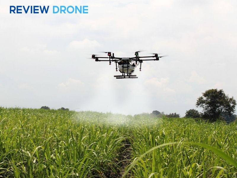 Quản lý nước và phòng trừ sâu bệnh