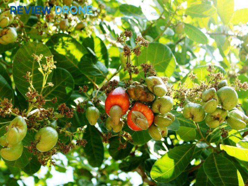 phun thuốc cho cây điều