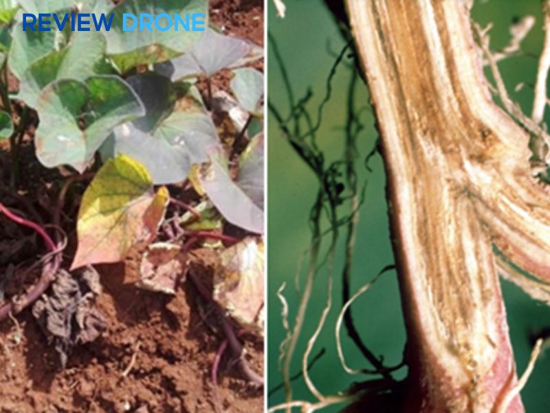 Lưu ý khi phòng trừ sâu bệnh trên khoai lang