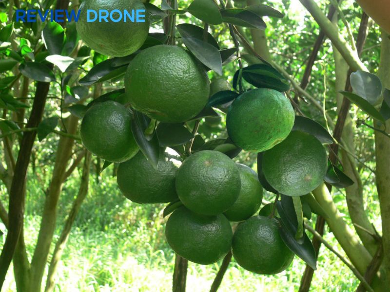 máy bay phun thuốc cây cam