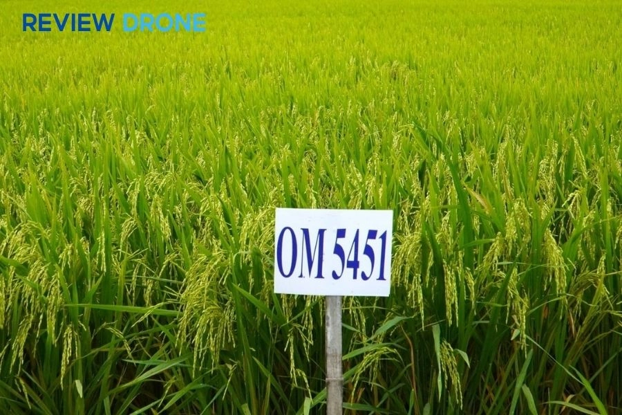 Kỹ thuật chăm sóc lúa OM 5451 năng suất cao, ít đổ ngã