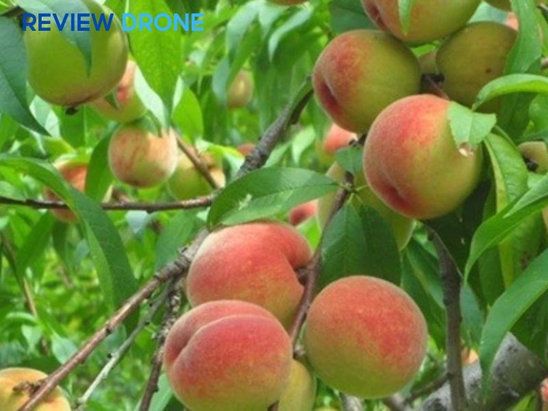 máy bay phun thuốc cây đào  máy bay phun thuốc cây đào