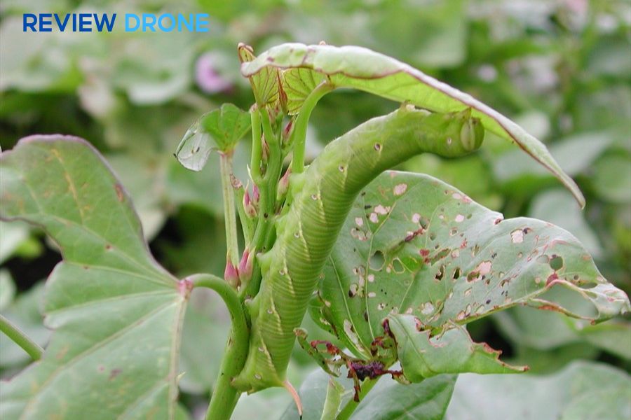 Sâu bệnh hại khoai lang: Nhận biết và phòng trừ hiệu quả