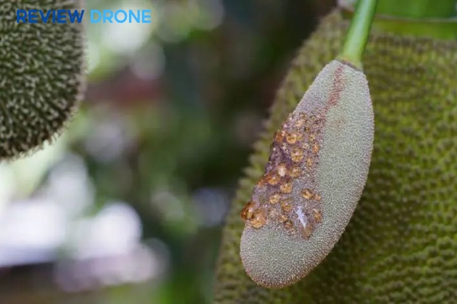 Bệnh trên cây mít: Dấu hiệu và Cách trị hiệu quả nhất