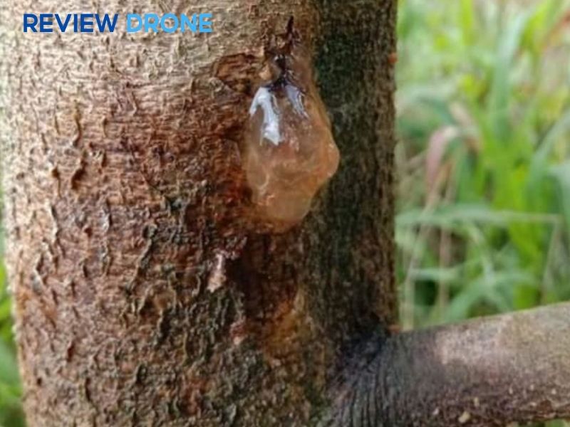 bệnh trên cây mít