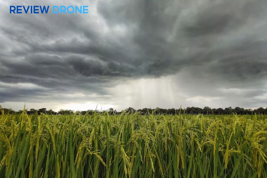 Phun thuốc diệt cỏ gặp mưa: Có cần phun lại không?