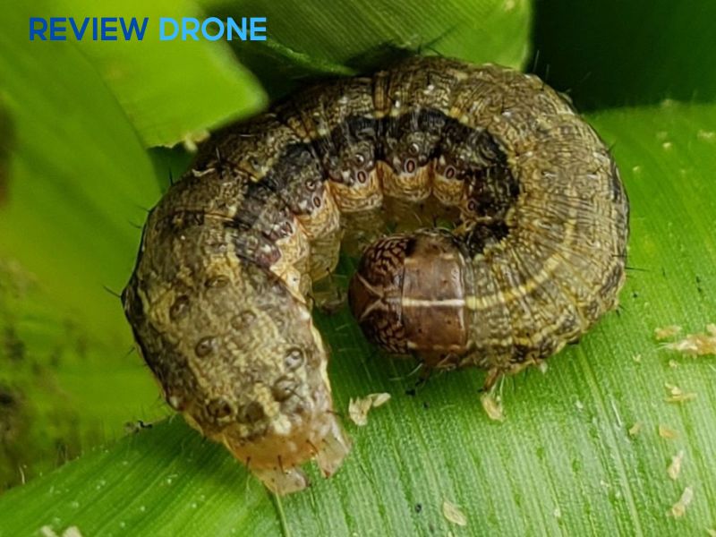 phun thuốc trừ sâu cho ngô