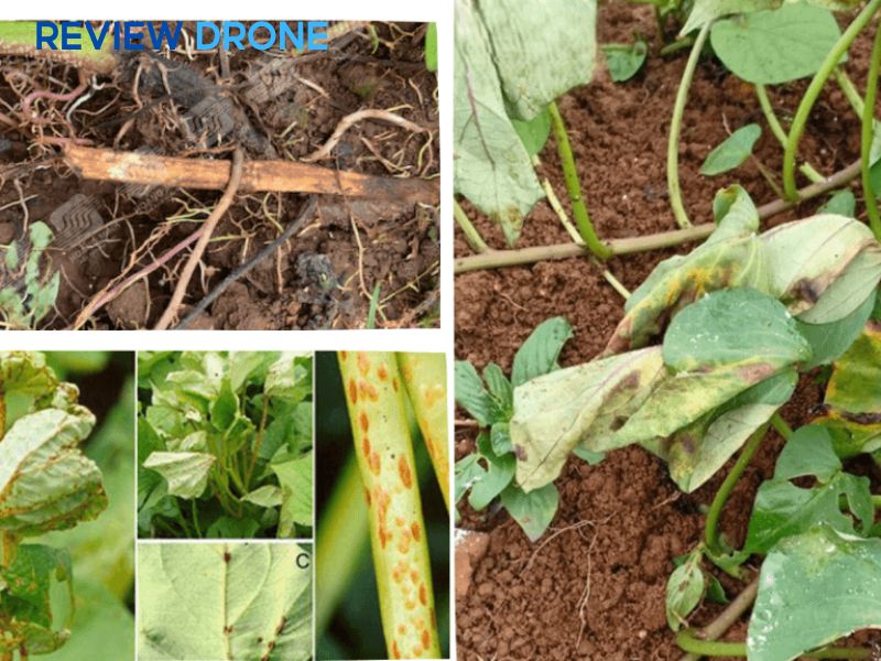 Biện pháp phòng trừ sâu bệnh hại khoai lang hiệu quả