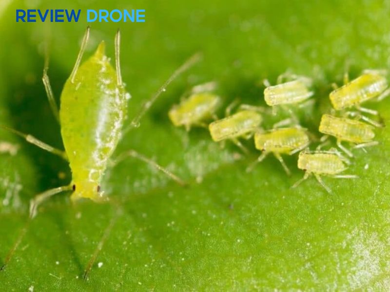 phun thuốc trừ sâu cho ngô