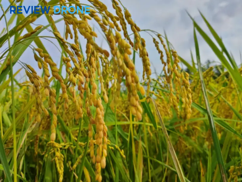 kỹ thuật chăm sóc lúa j02