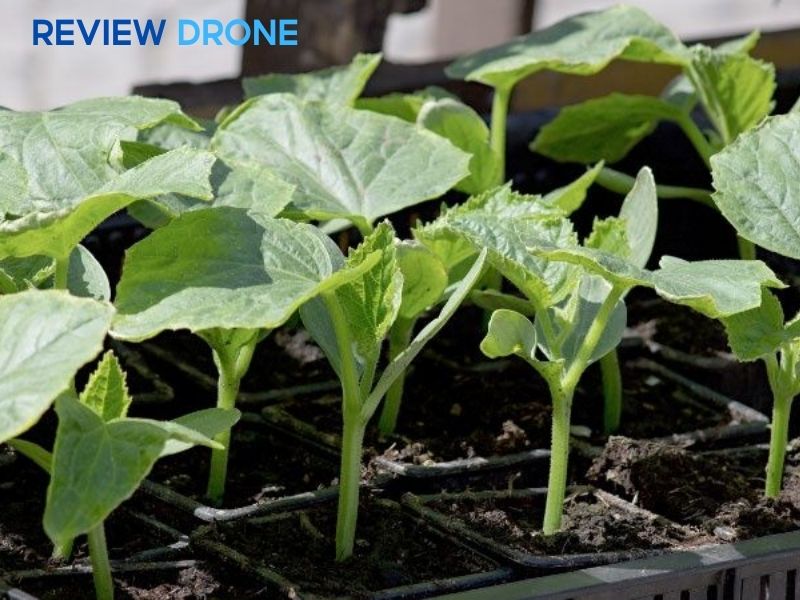 bón phân cho dưa leo bón phân cho dưa leo