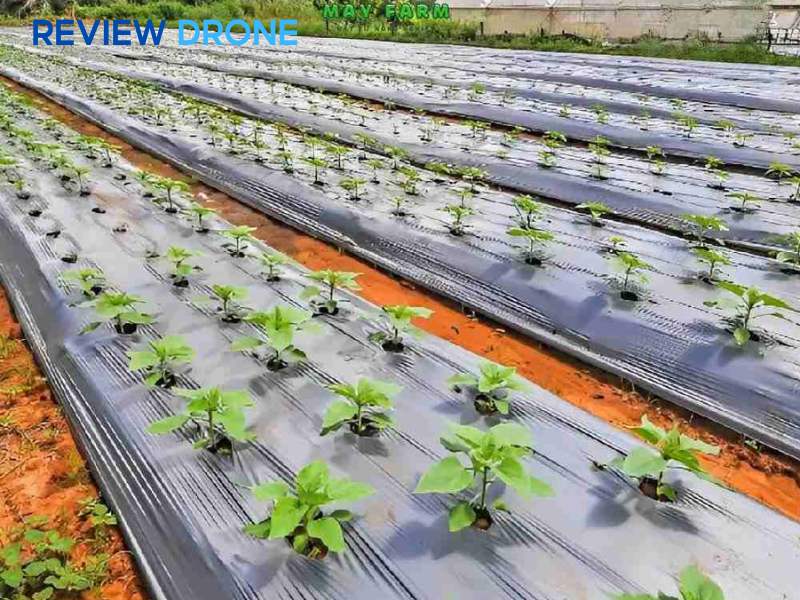 nông nghiệp công nghệ cao