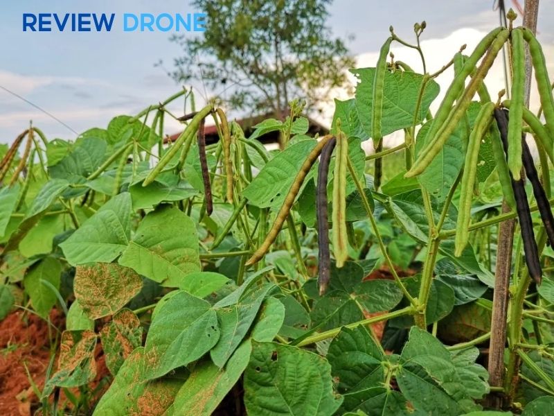 cách gieo hạt đậu đỏ cách gieo hạt đậu đỏ