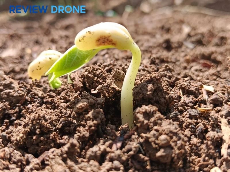 Chăm sóc giai đoạn cây con sau gieo Chăm sóc giai đoạn cây con sau gieo