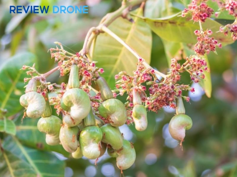 phun thuốc cho cây điều phun thuốc cho cây điều