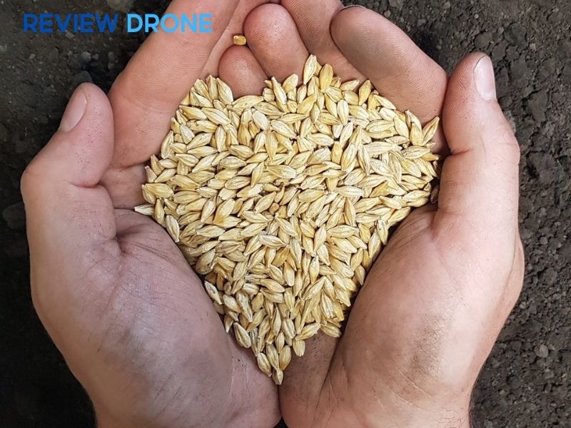 cách gieo mầm lúa mạch