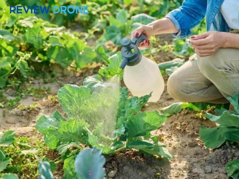 cách trừ sâu cho rau cải