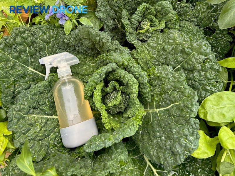 cách trừ sâu cho rau cải