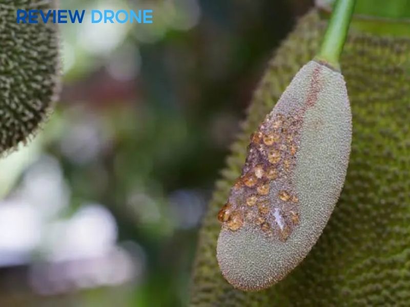 bệnh trên cây mít