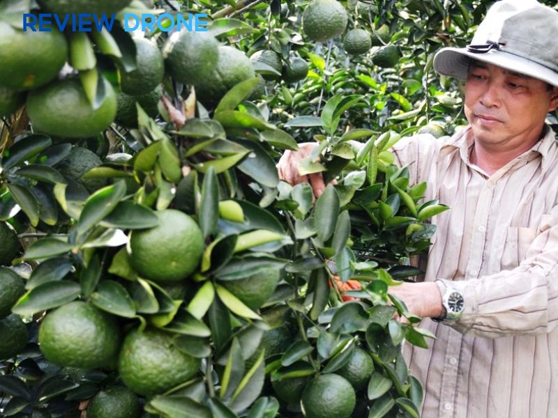 máy bay phun thuốc cây cam