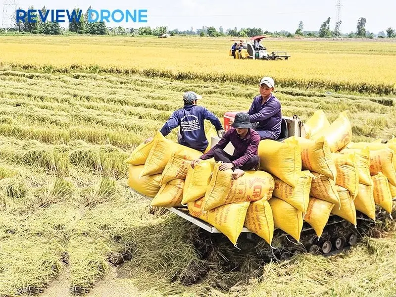 Tiêu chuẩn thu hoạch và bảo quản Tiêu chuẩn thu hoạch và bảo quản