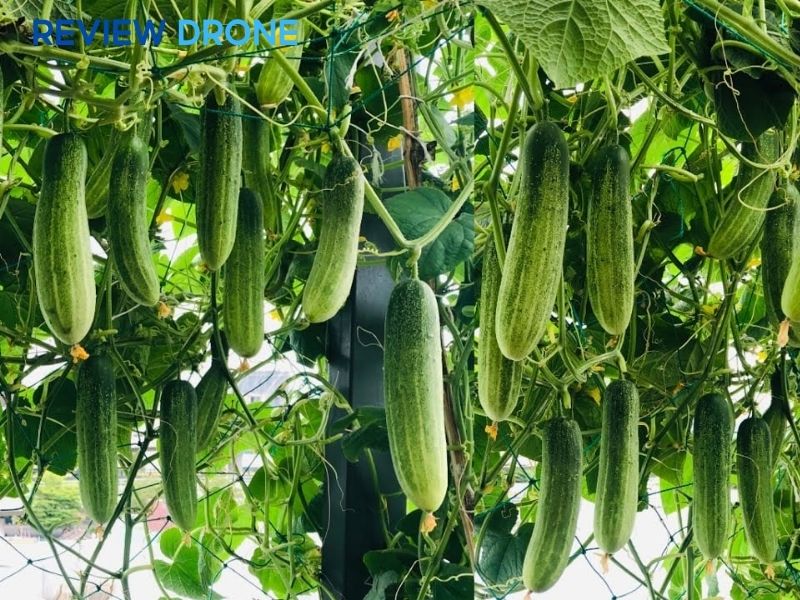 bón phân cho dưa leo bón phân cho dưa leo