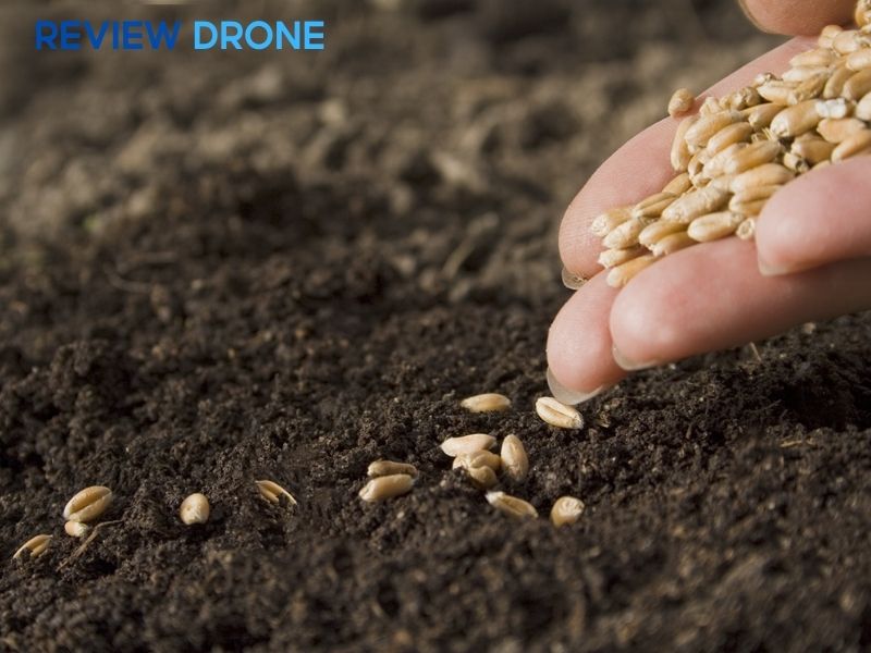 cách gieo hạt lúa mì cách gieo hạt lúa mì