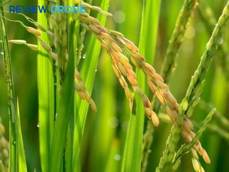 kỹ thuật chăm sóc lúa om 5451 kỹ thuật chăm sóc lúa om 5451