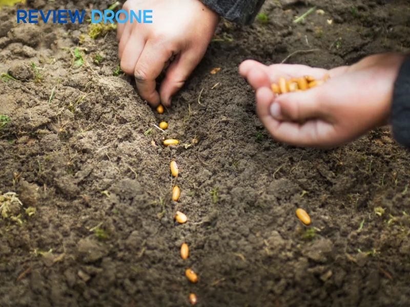 cách gieo hạt bắp cách gieo hạt bắp