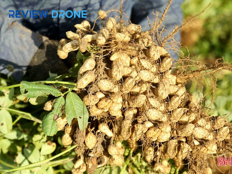Kinh nghiệm phun thuốc trừ sâu lạc sạch bệnh và nhàn hạ 