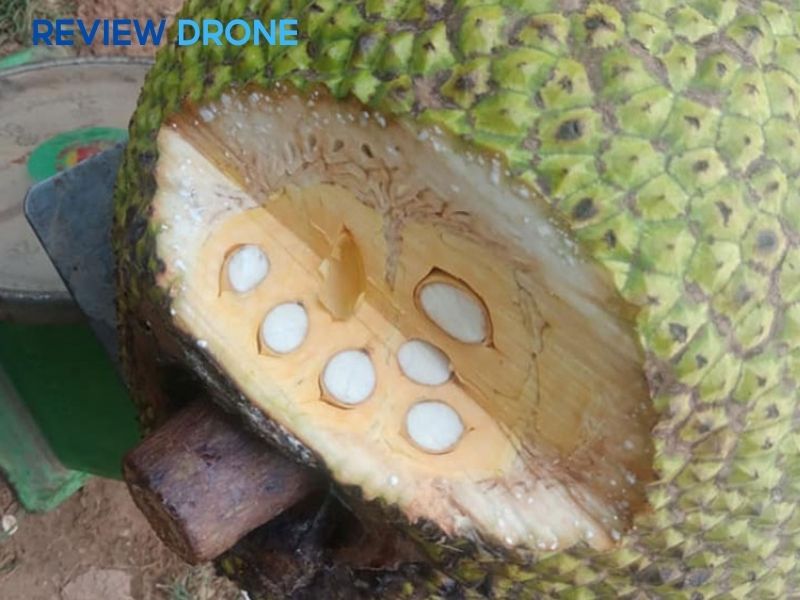 bệnh trên cây mít