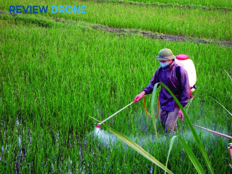 phun thuốc diệt cỏ gặp mưa