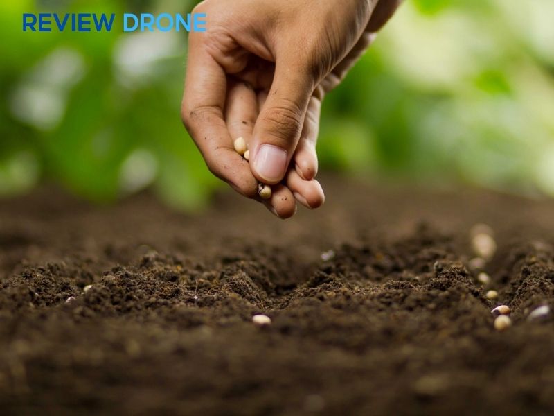 Kỹ thuật và phương pháp gieo hạt vừng