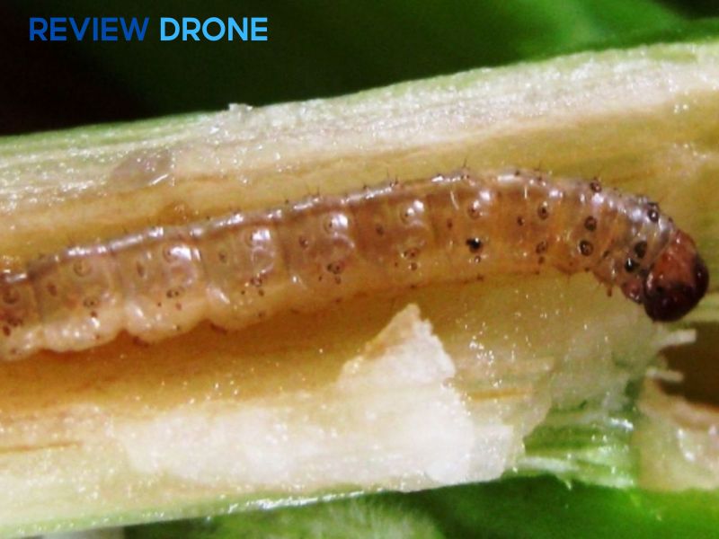 phun thuốc trừ sâu cho ngô