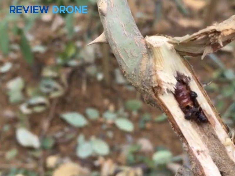 Các đối tượng gây hại thường nhầm lẫn với bệnh (Côn trùng)