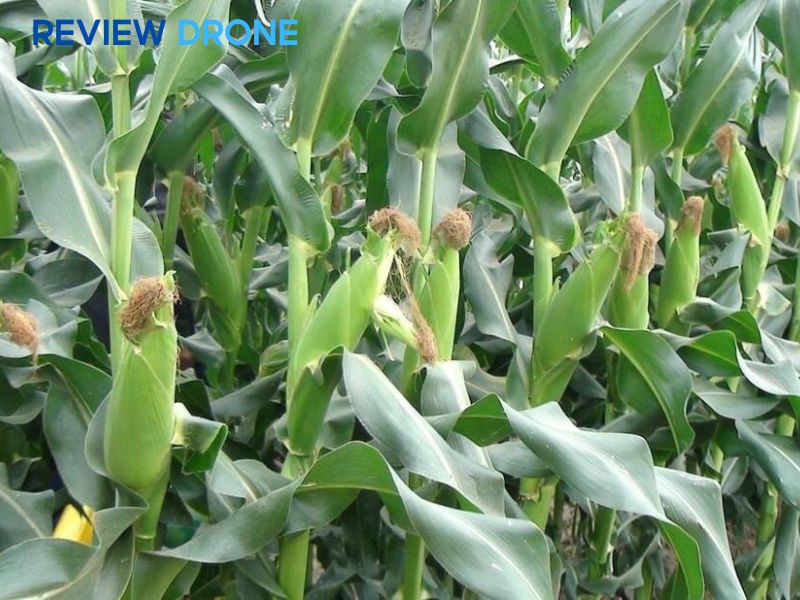 phun thuốc trừ sâu cho ngô