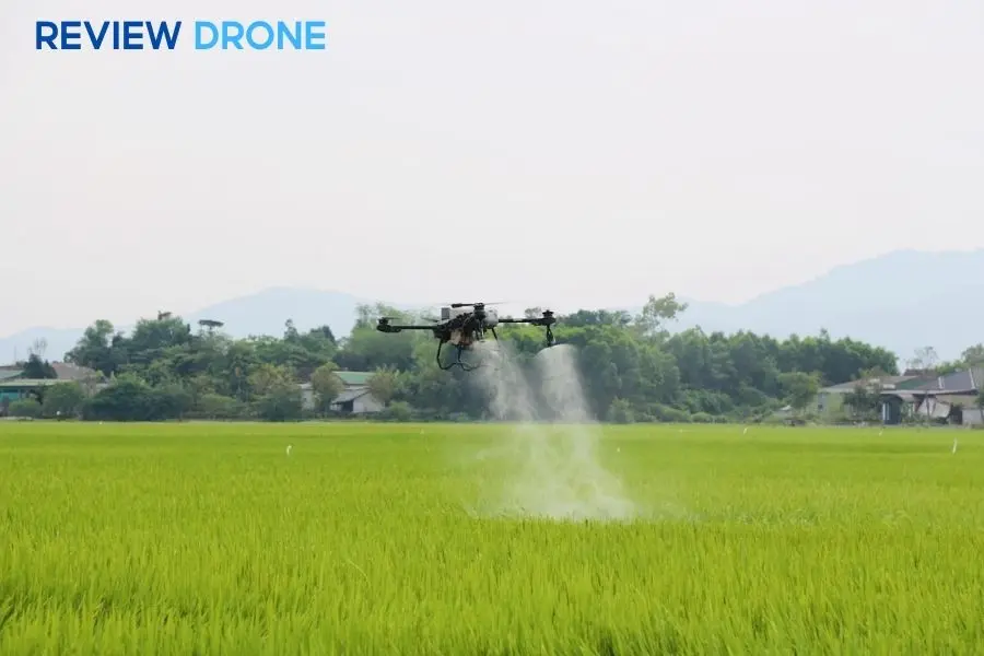 Các giai đoạn phun thuốc cho lúa đạt hiệu quả cao