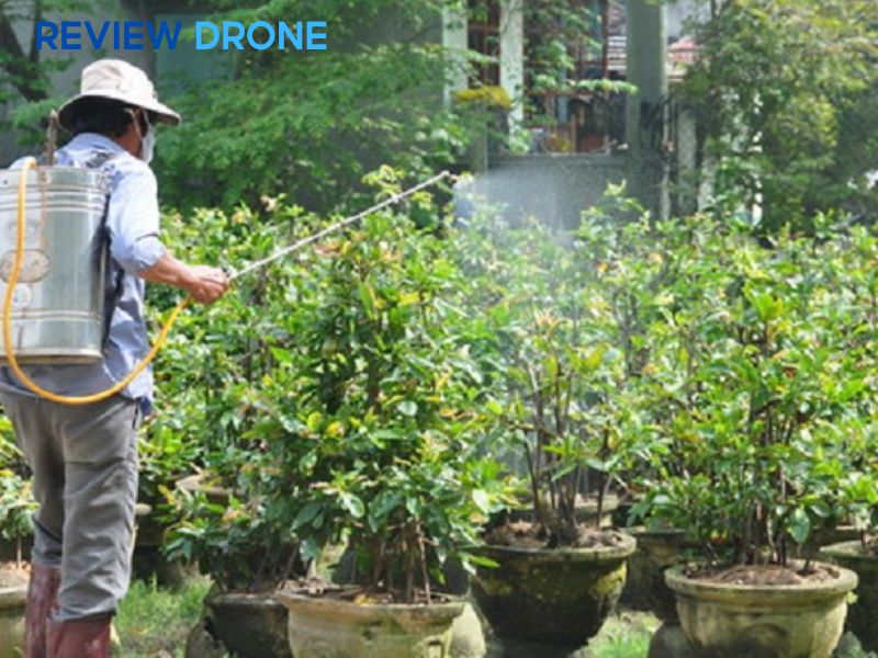 Hướng dẫn quy trình phun thuốc trừ sâu cho cây mai (chi tiết)