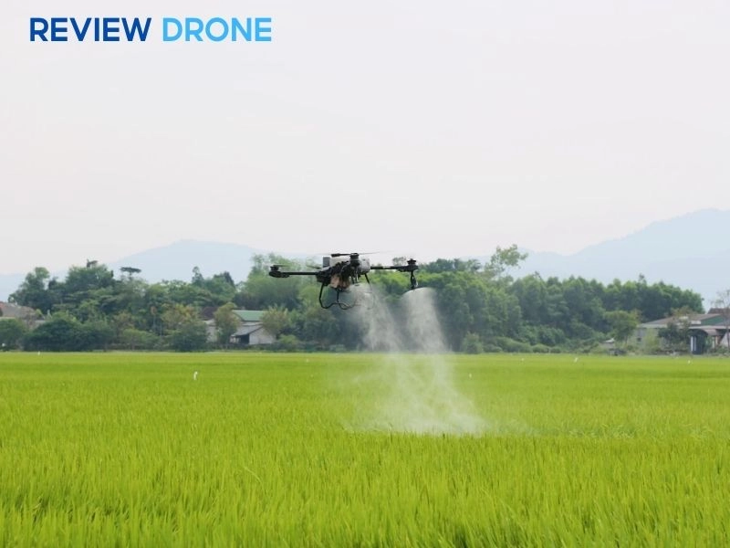 các giai đoạn phun thuốc cho lúa