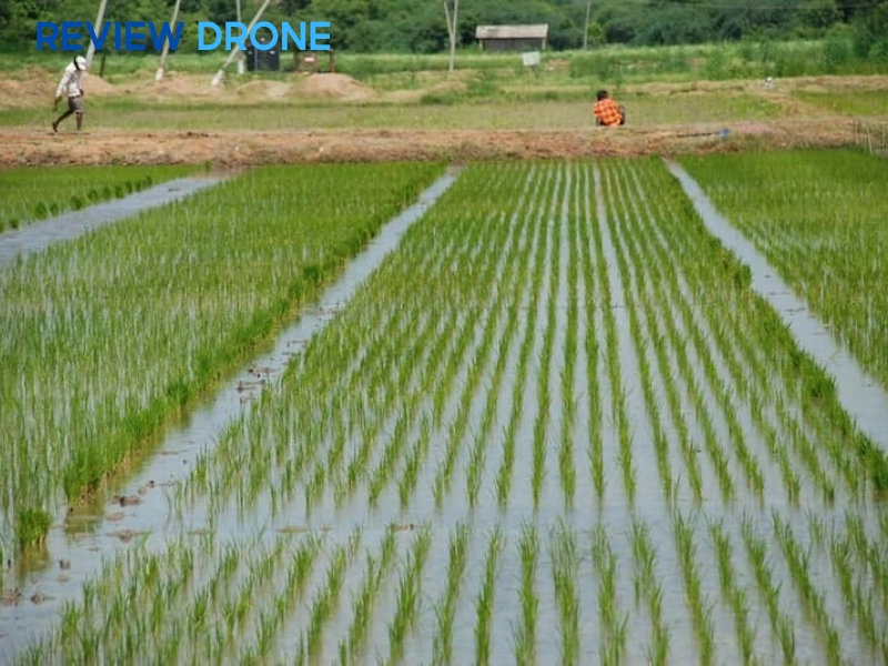 Quản lý nước và điều tiết đồng ruộng