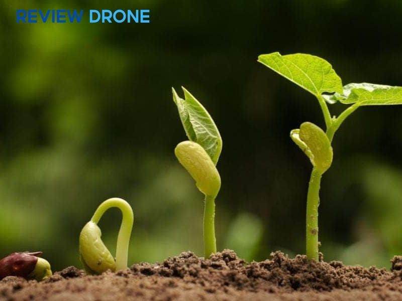 Chăm sóc giai đoạn hạt nảy mầm Chăm sóc giai đoạn hạt nảy mầm