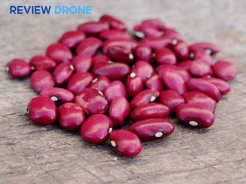 cách gieo hạt đậu đỏ cách gieo hạt đậu đỏ