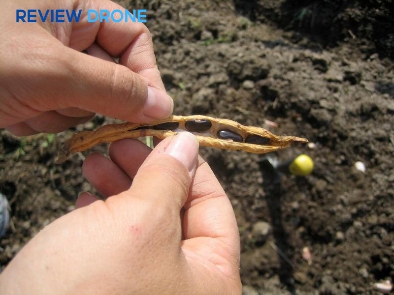 Tiêu chuẩn thu hoạch hạt Tiêu chuẩn thu hoạch hạt