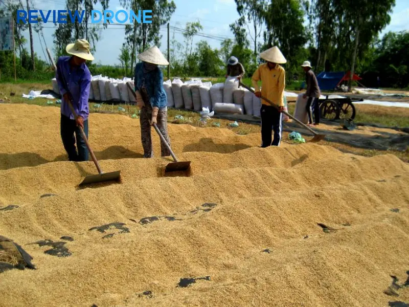 Thu hoạch và bảo quản sau thu hoạch