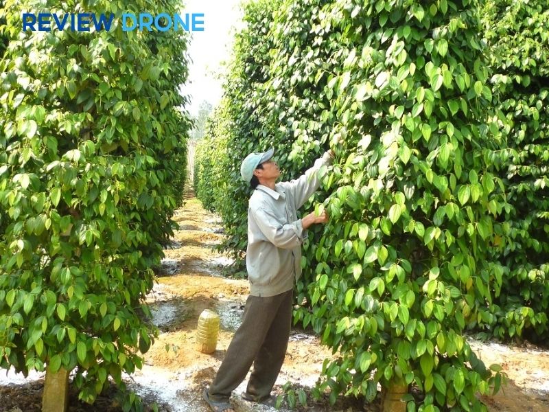 phun thuốc cho cây tiêu