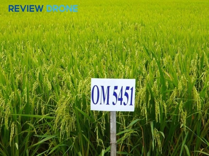 kỹ thuật chăm sóc lúa om 5451 kỹ thuật chăm sóc lúa om 5451