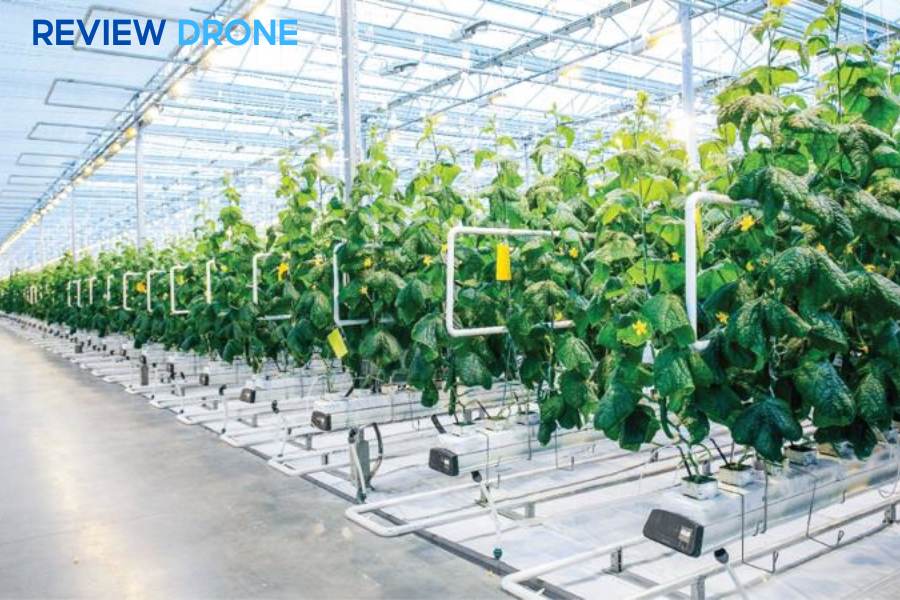 Nông nghiệp công nghệ cao là gì? Các mô hình đột phá