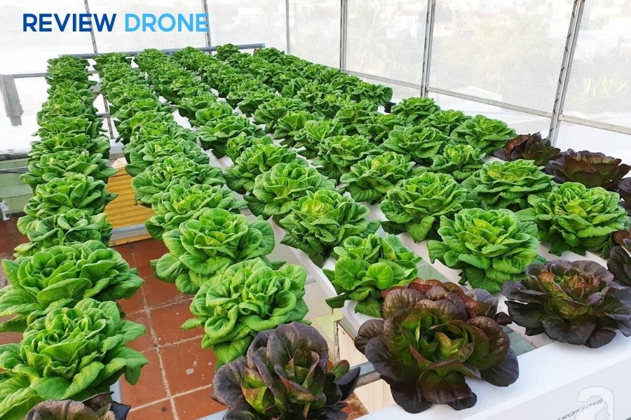 6 Mô Hình Trồng Hữu Cơ Hiệu Quả Nhất