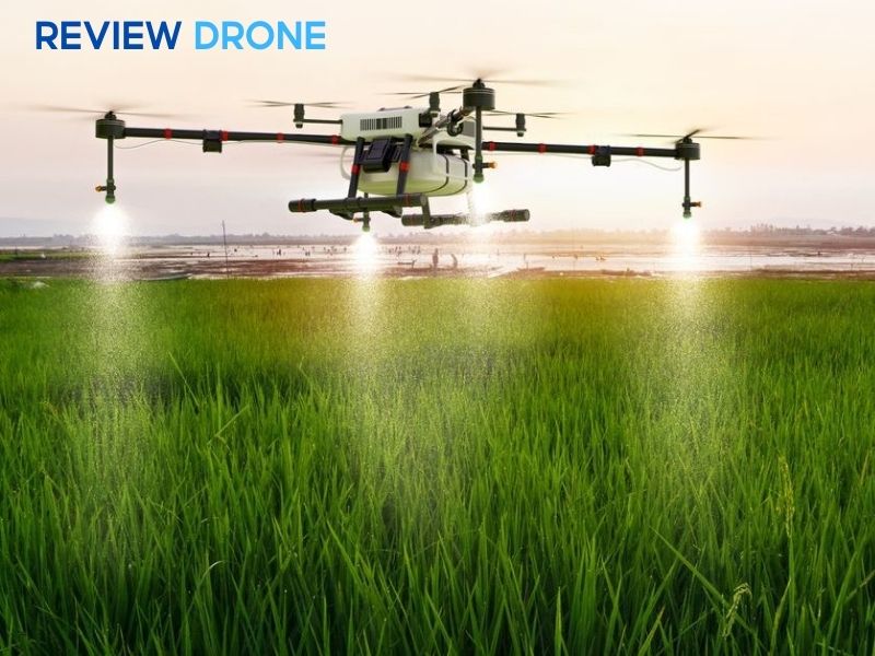 Kỹ thuật bón phân và chăm sóc