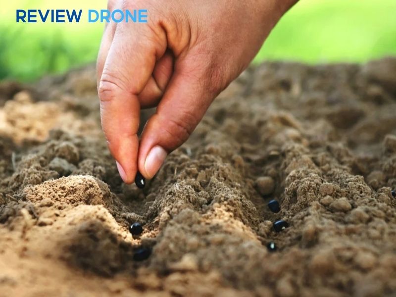 gieo hạt đậu đen gieo hạt đậu đen